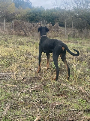 vand sau schimb doberman 