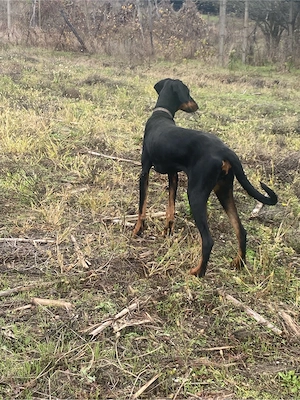 vand sau schimb doberman  - imagine 4