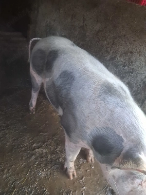 Porci de vanzare 