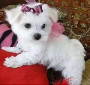 bichon maltez alb 