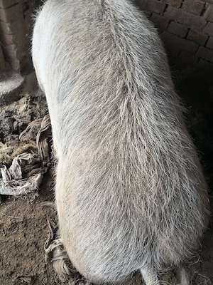 Porci mari crescuți în propria gospodărie. 400kg -300kg  - imagine 2