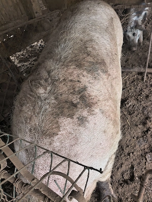 Porci mari crescuți în propria gospodărie. 400kg -300kg  - imagine 4