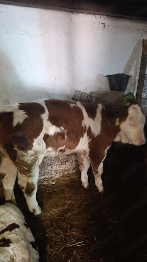Vitea de vanzare