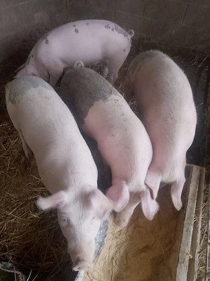            Vand scrofite