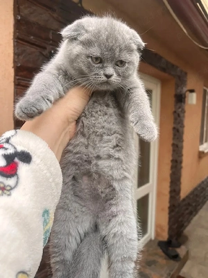 Scottish fold  - imagine 3