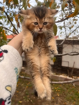 British shorthair golden  - imagine 3