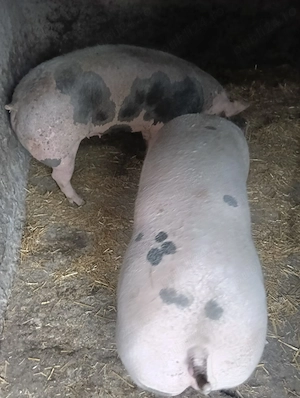 Porcii de vânzare