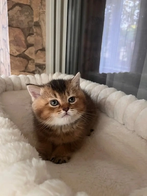 British shorthair golden  - imagine 2