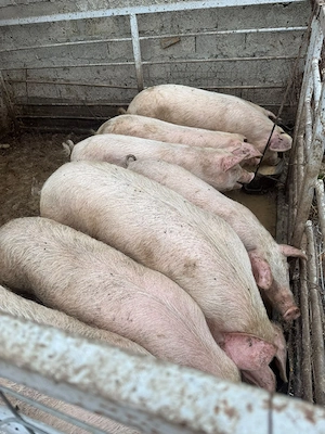 porci de vanzare  - imagine 3
