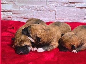 catel akita inu cu pedigree - imagine 5