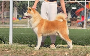 catel akita inu cu pedigree - imagine 4