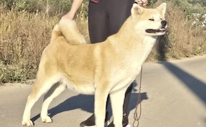 catel akita inu cu pedigree - imagine 3