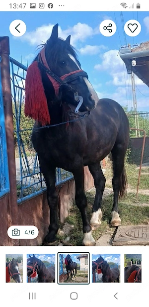 Vînd sau schimb cu vaci sau juninci armăsarul de 2ani garantat la tras 