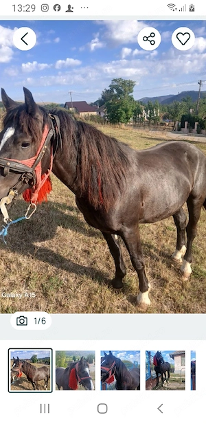 Vînd sau schimb cu vaci sau juninci armăsarul de 2ani garantat la tras  - imagine 2