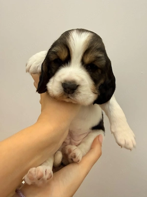 4 catei beagle - imagine 3