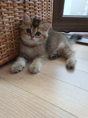 British Shorthair Chinchilla Shaded