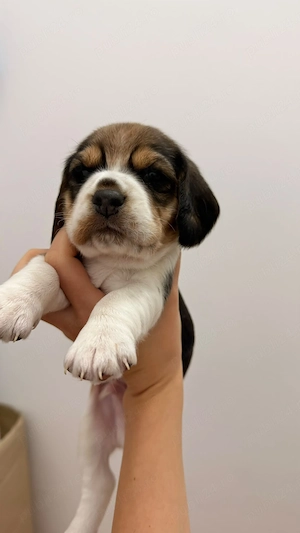 4 catei beagle - imagine 4