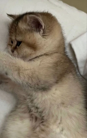 British Shorthair Chinchilla Shaded - imagine 2