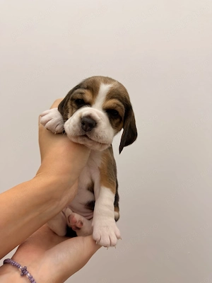 4 catei beagle - imagine 5