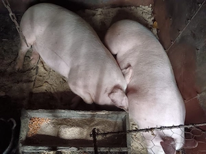 vand porci de taiat 