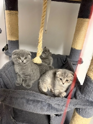 British Scottish Fold pui