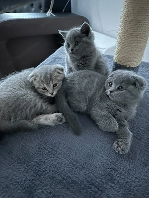 British Scottish Fold pui - imagine 4