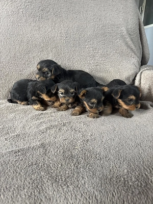 Yorkshire terrier 