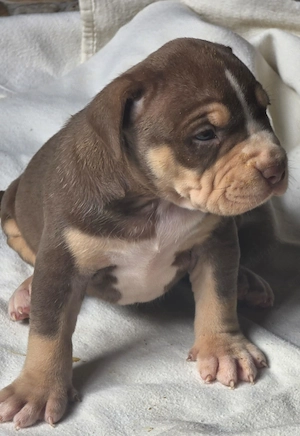 Puiuti Bully Xl cu pedigree - imagine 3