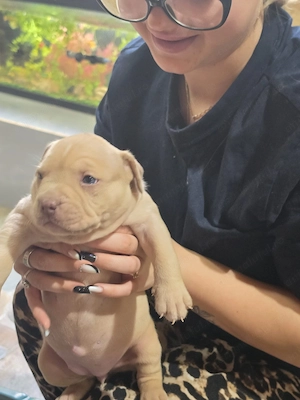 Puiuti Bully Xl cu pedigree - imagine 2