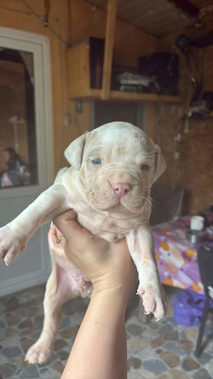 Puiuti Bully Xl cu pedigree - imagine 4