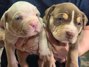 Puiuti Bully Xl cu pedigree