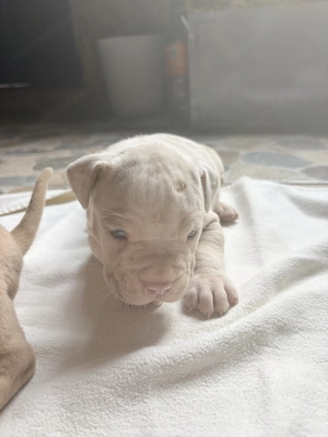 Puiuti Bully Xl cu pedigree - imagine 5