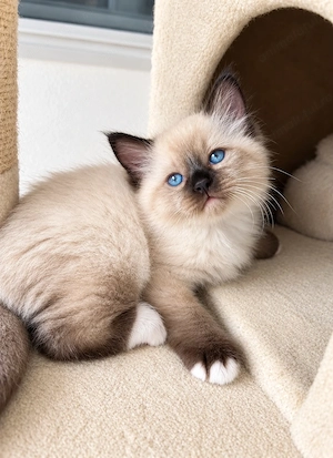 Ragdoll motănel superb 