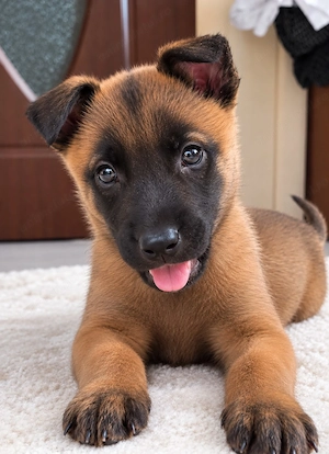 Ciobanesc belgian malinois