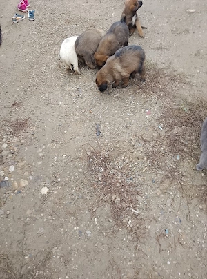 donez cățeluși de rasă germană 