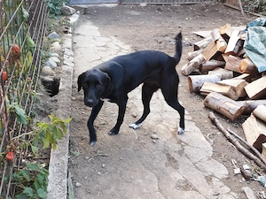 Câini pentru adopție  - imagine 3