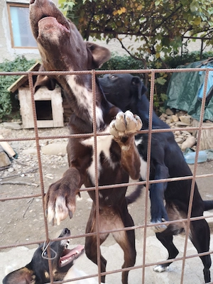 Câini pentru adopție  - imagine 4
