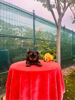 Yorkshire terrier cu pedigree A(rasa pura)poze reale