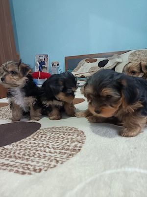 Cățeluși adorabili caută casă 