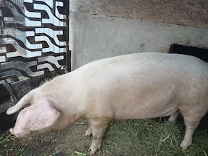 Porc de vânzare 
