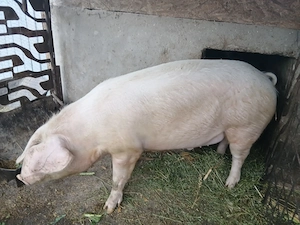 Porc de vânzare  - imagine 2