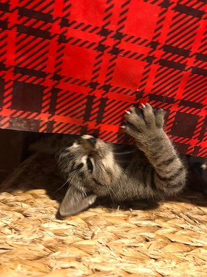 Pisicuti pentru adoptie langa Bucuresti, in Crevedia. Putem sa ii aducem si la domiciliu.  - imagine 2