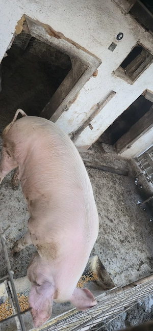 Vând porci crescuți în gospodărie   160 200 kg! - imagine 2