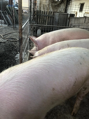 Vând porci crescuți în gospodărie   160 200 kg! - imagine 3