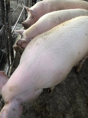 Vând porci crescuți în gospodărie   160 200 kg! - imagine 5