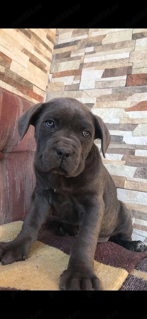 femela cane corso  - imagine 3