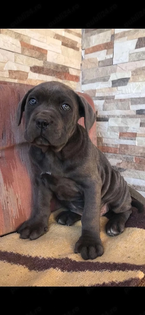 femela cane corso 