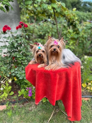 Yorkshire terrier cu pedigreeA(poze reale) - imagine 4