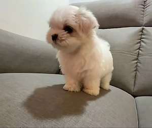 Bichon maltez mini toy 
