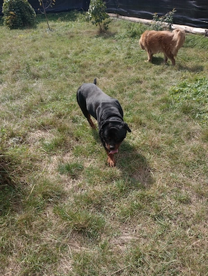 Vând câini rasa rottweiler talie medie și mastiff tibetan, diferite vârste cu pedigree  - imagine 4